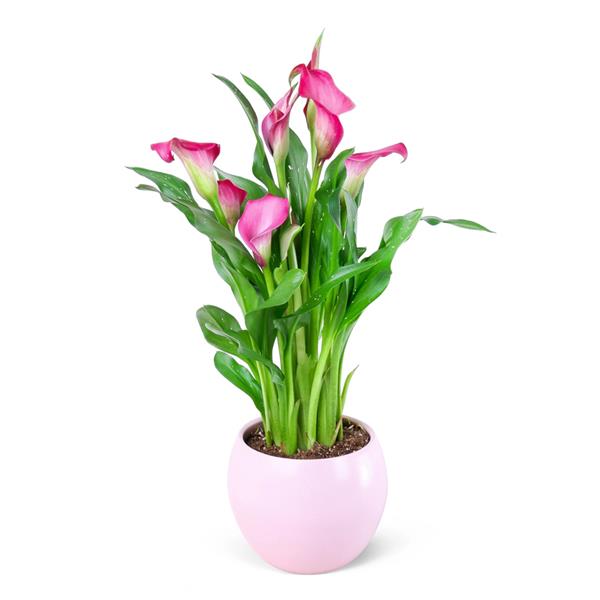 Gala Çiçeği Zantdechia Zazu Mor Gala