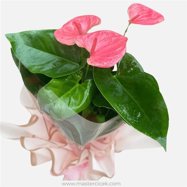 Pembe Anthurium (Antoryum) Saksı Çiçeği – Canlı Bitki