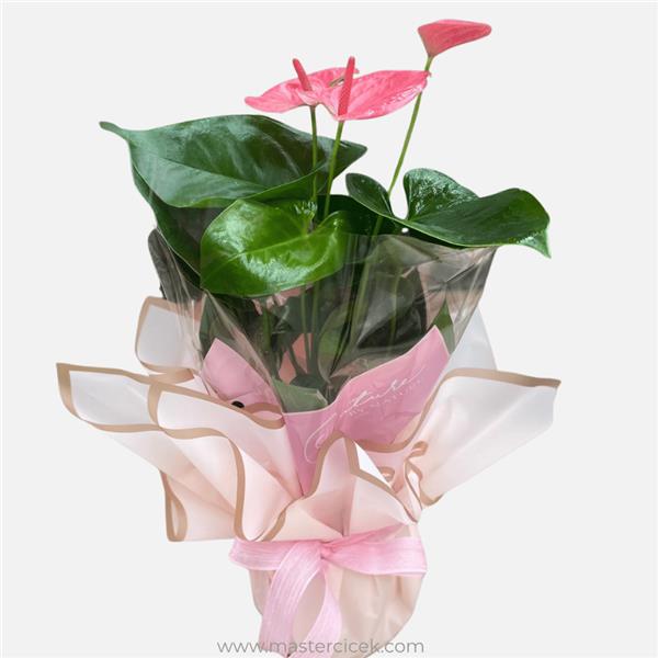 Pembe Anthurium (Antoryum) Saksı Çiçeği – Canlı Bitki