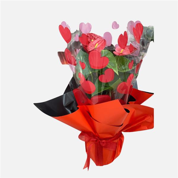 Kırmızı Anthurium (Antoryum) Saksı Çiçeği – Kalp Temalı Özel Tasarım