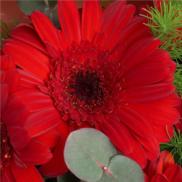 Kırmızı Gerbera Çiçek Buketi