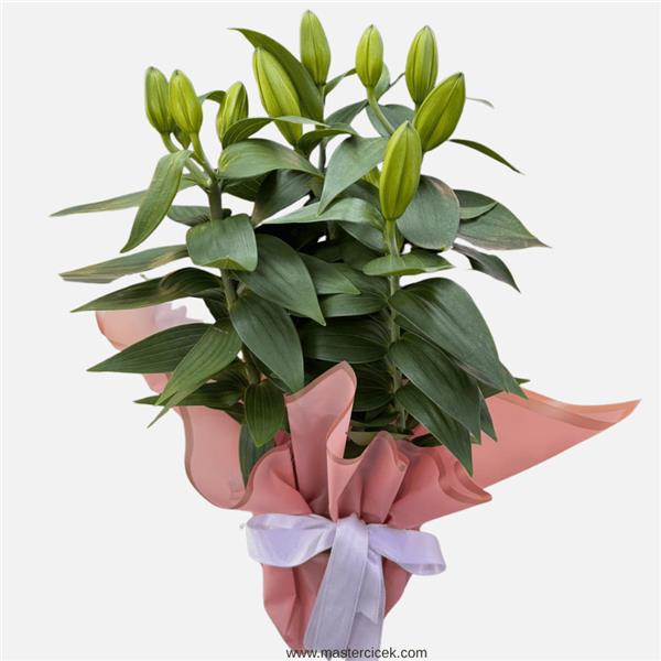 Pembe Lilyum Saksı
