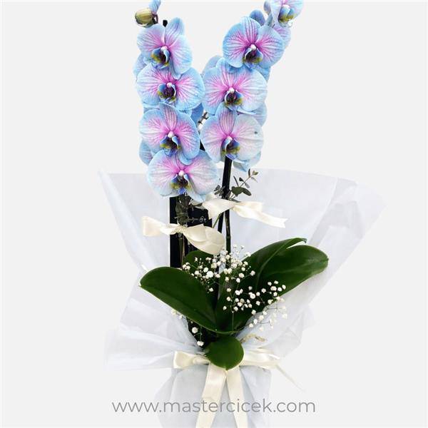Mavi Çift Dal Orkide (Saksıda)