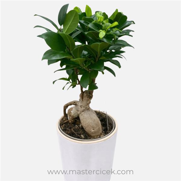 Ficus Ginseng Bonsai (Saksıda)