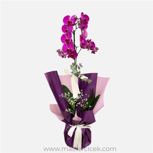 Fuşya Tek Dal Orkide