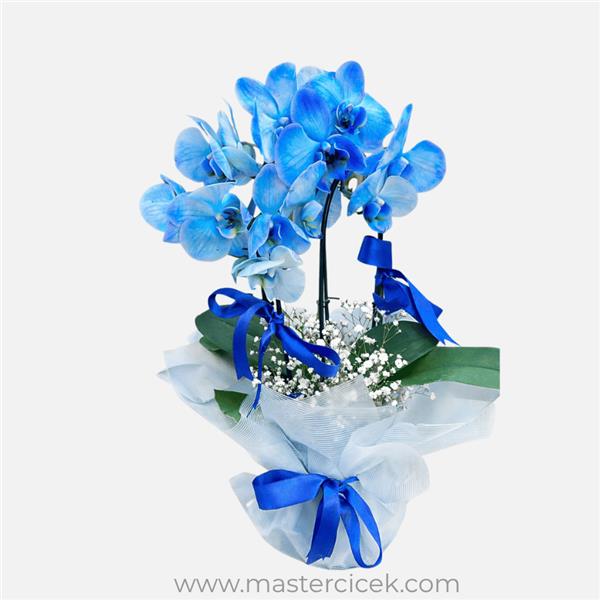 Mavi Çift Dal Orkide (Özel Tasarım)