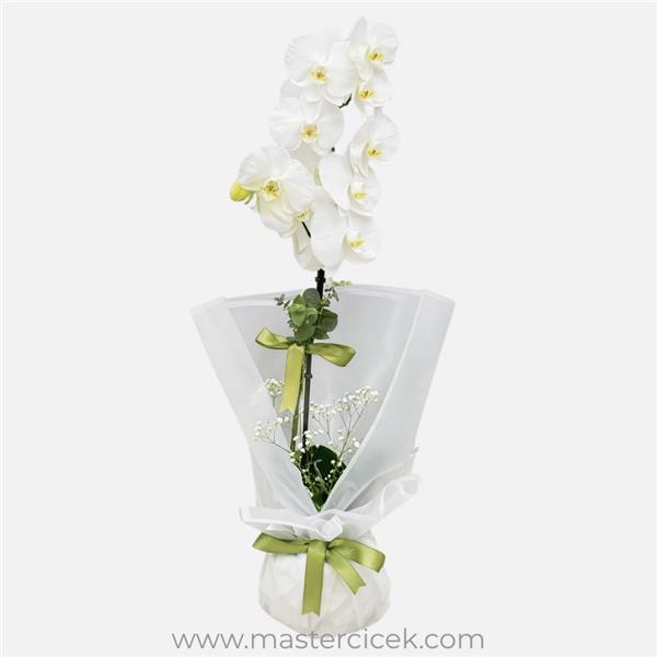 Beyaz Tek Dal Orkide