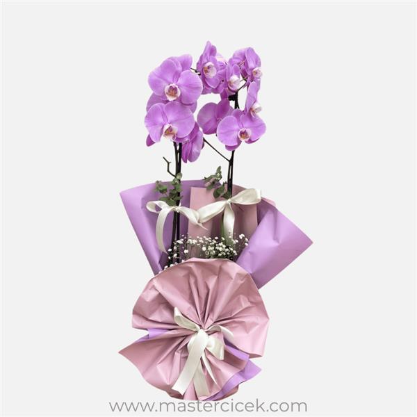 Mor Çift Dal Orkide